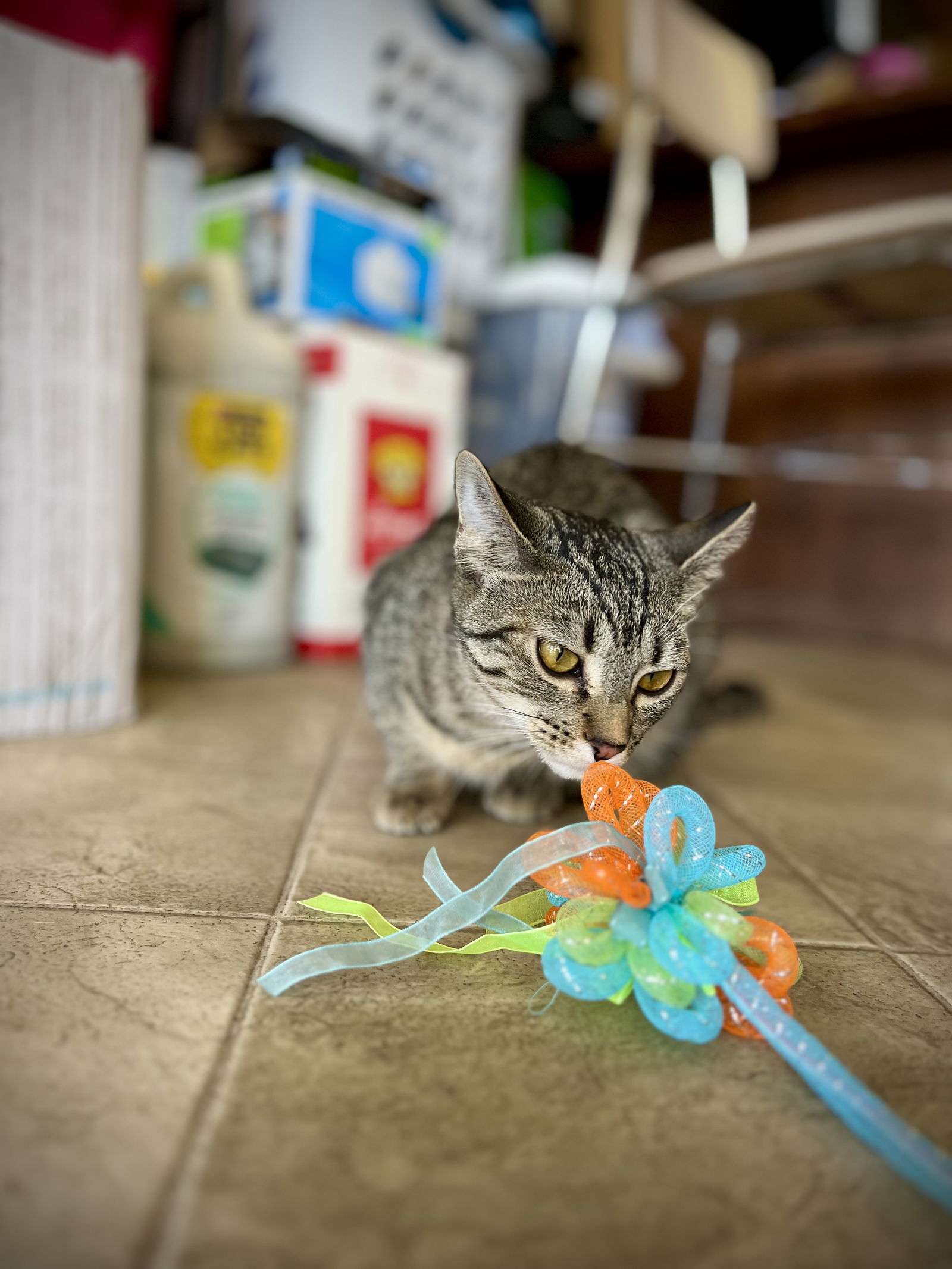 Virgo, an adoptable Domestic Short Hair in Laramie, WY, 82073 | Photo Image 2