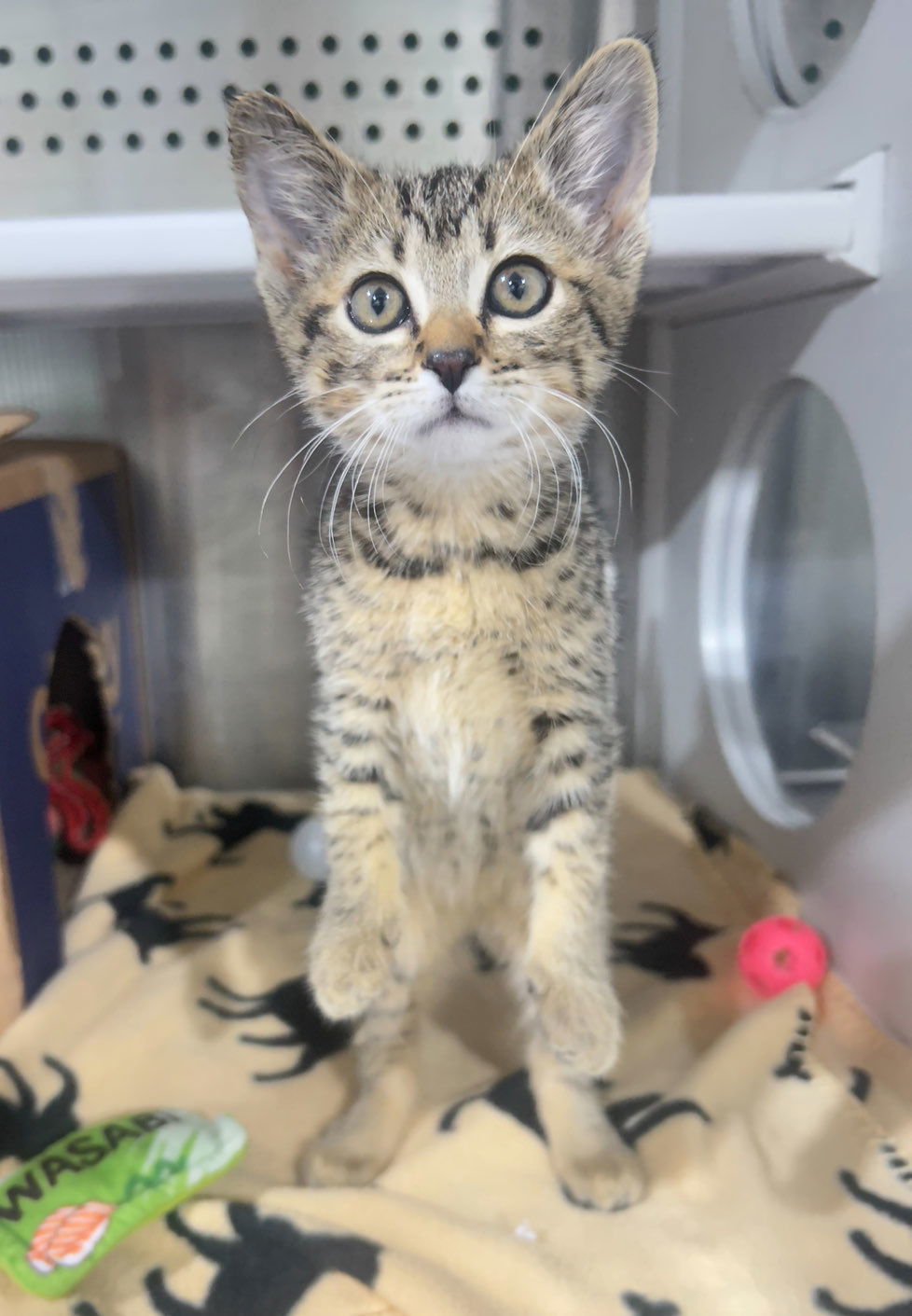 Virgo, an adoptable Domestic Short Hair in Laramie, WY, 82073 | Photo Image 3