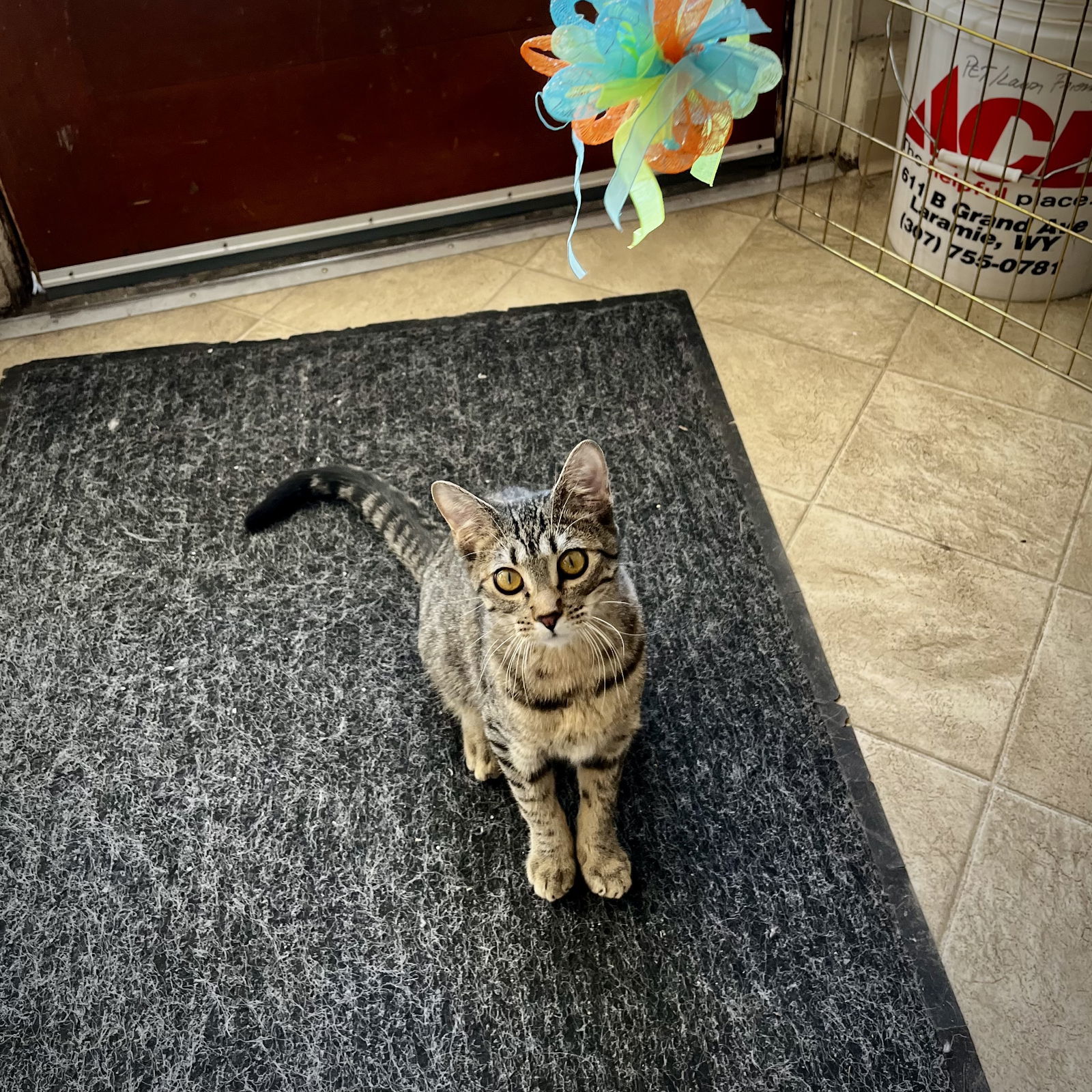 Virgo, an adoptable Domestic Short Hair in Laramie, WY, 82073 | Photo Image 3