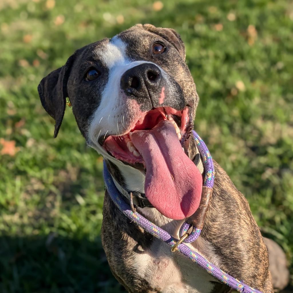 Selma, an adoptable Mixed Breed in Warrensburg, MO, 64093 | Photo Image 1