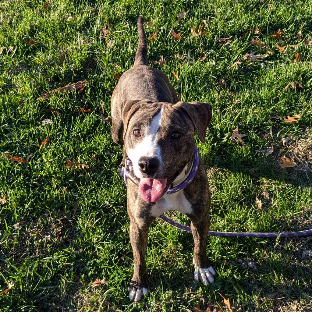 Selma, an adoptable Mixed Breed in Warrensburg, MO, 64093 | Photo Image 2