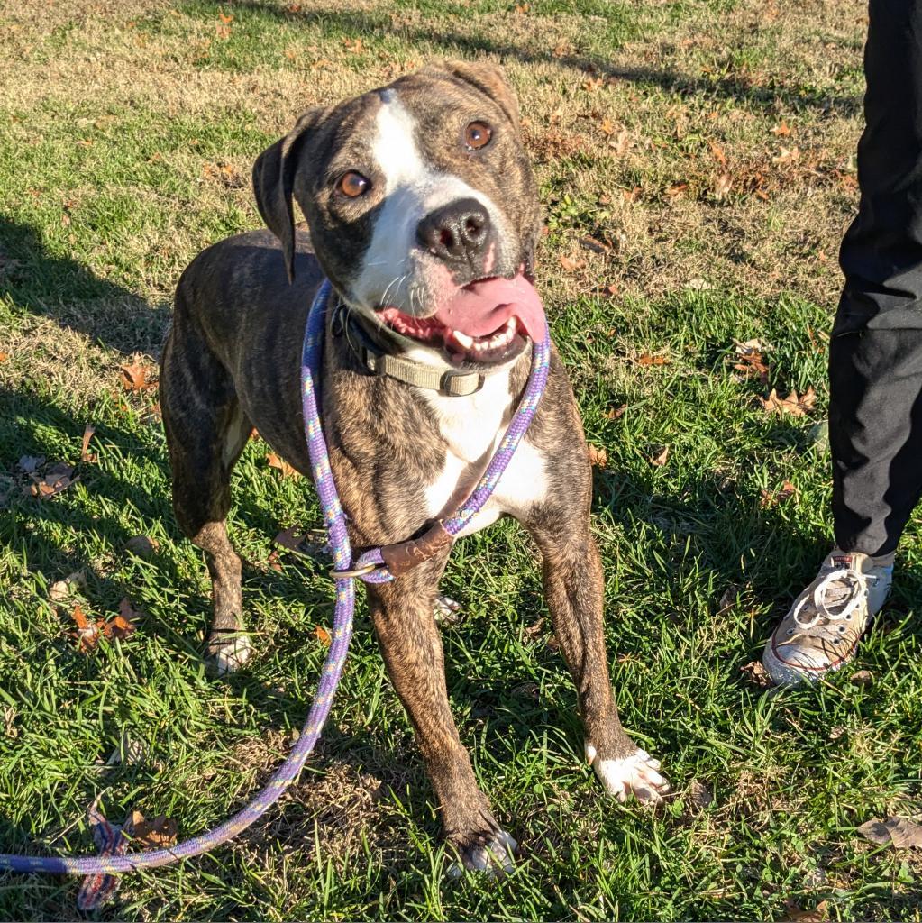 Selma, an adoptable Mixed Breed in Warrensburg, MO, 64093 | Photo Image 3