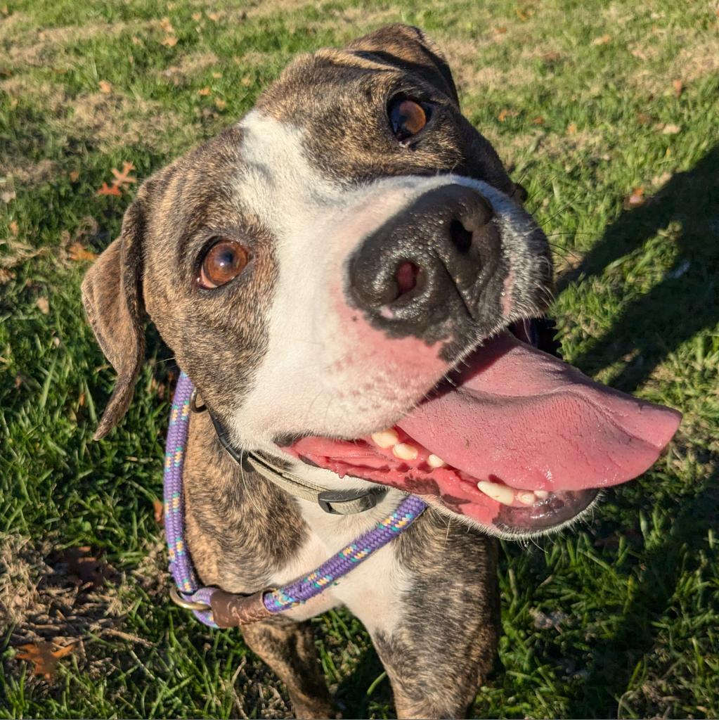 Selma, an adoptable Mixed Breed in Warrensburg, MO, 64093 | Photo Image 4