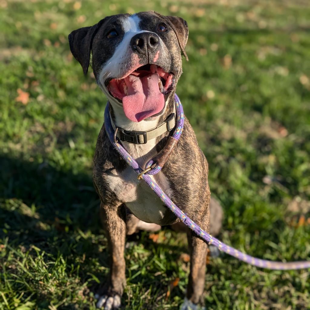 Selma, an adoptable Mixed Breed in Warrensburg, MO, 64093 | Photo Image 5