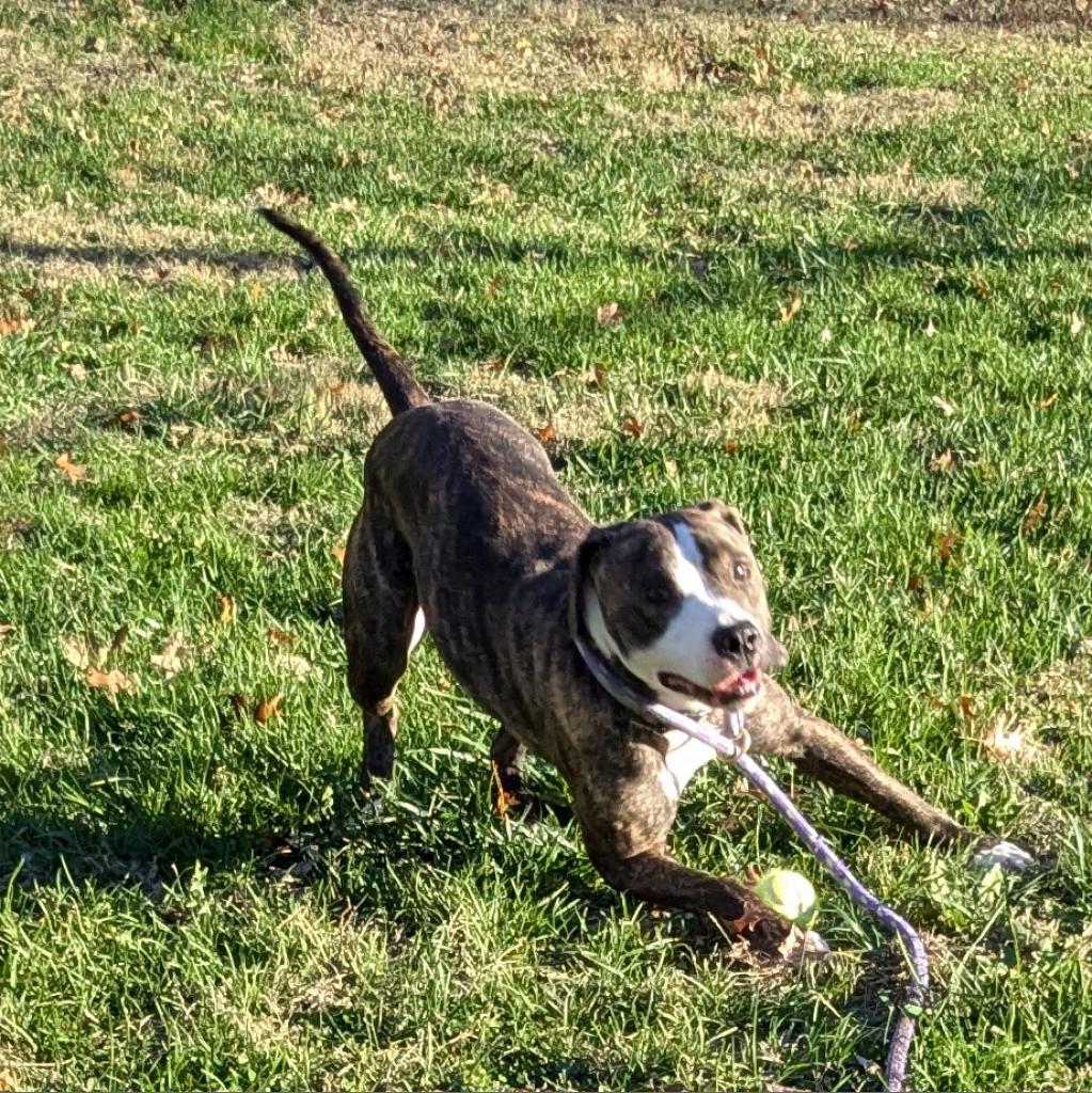 Selma, an adoptable Mixed Breed in Warrensburg, MO, 64093 | Photo Image 6