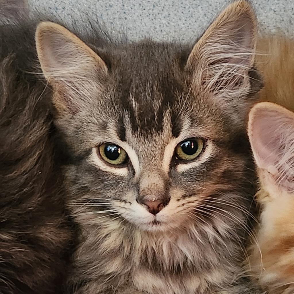 Skelly, an adoptable Domestic Long Hair in North Battleford, SK, S9A 2M7 | Photo Image 1