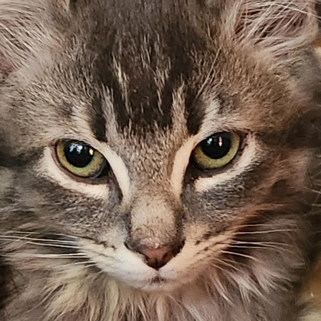 Skelly, an adoptable Domestic Long Hair in North Battleford, SK, S9A 2M7 | Photo Image 2