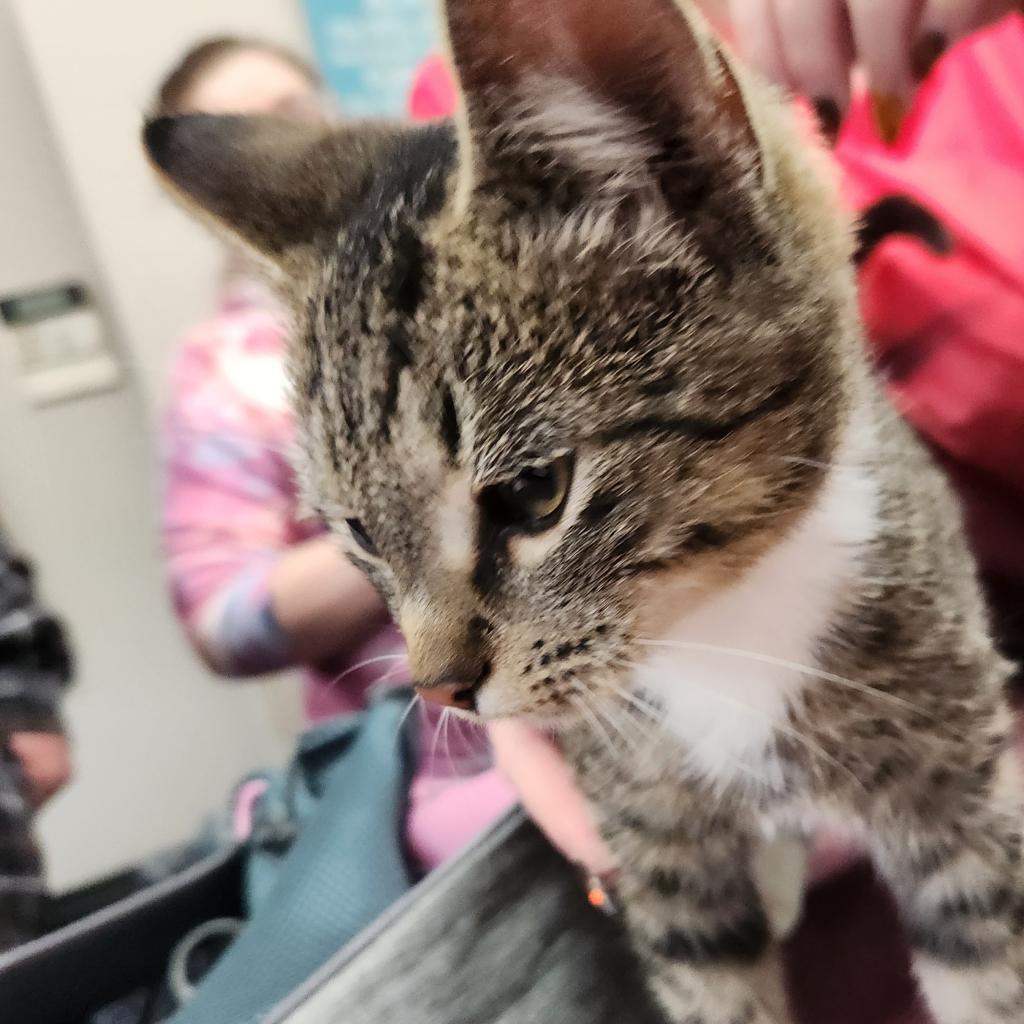 Little Miss Sunshine, an adoptable Domestic Short Hair in North Battleford, SK, S9A 2M7 | Photo Image 1