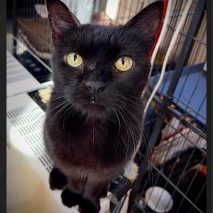 Tina, Adult Female Domestic Short Hair