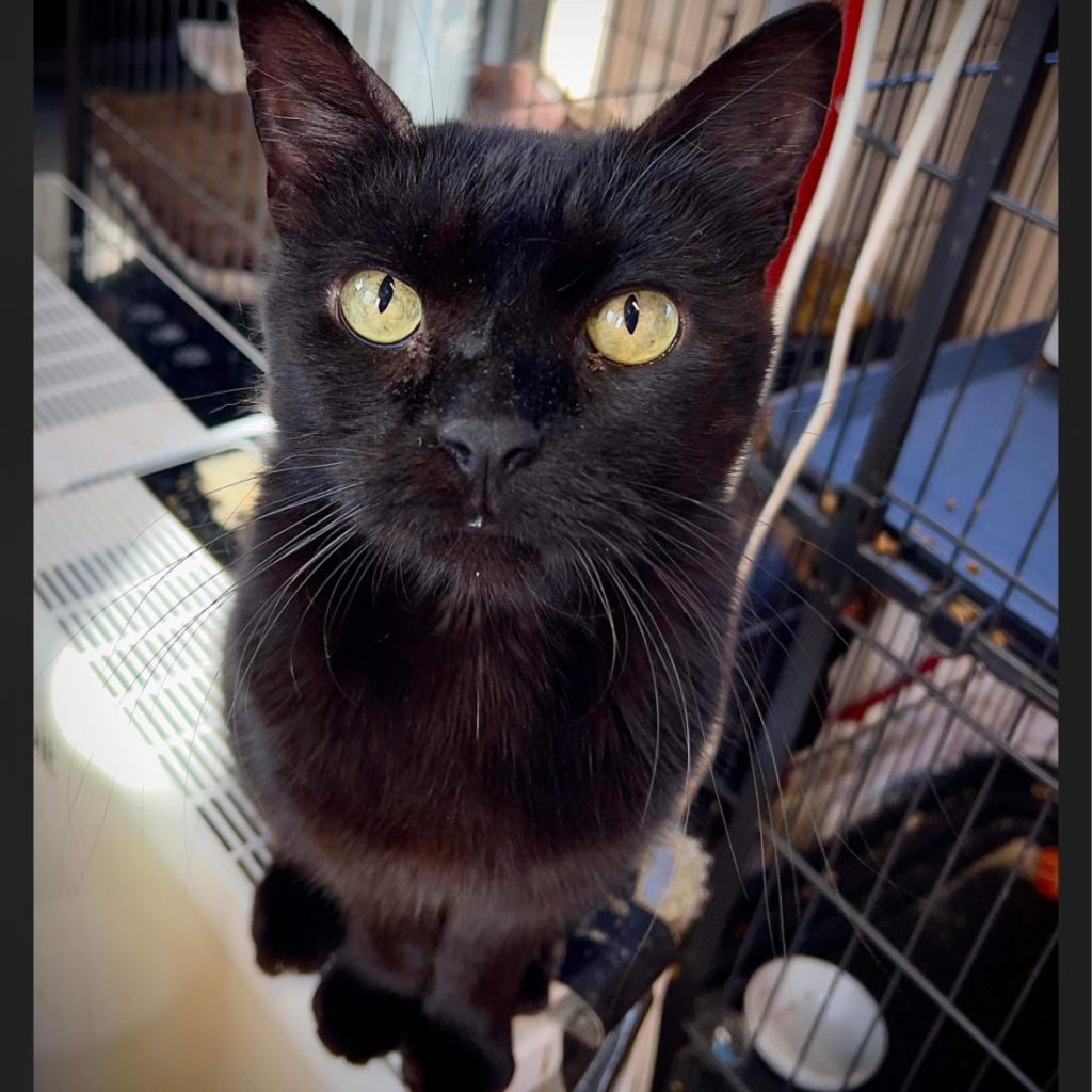 Tina, an adoptable Domestic Short Hair in Collinsville , OK, 74021 | Photo Image 1