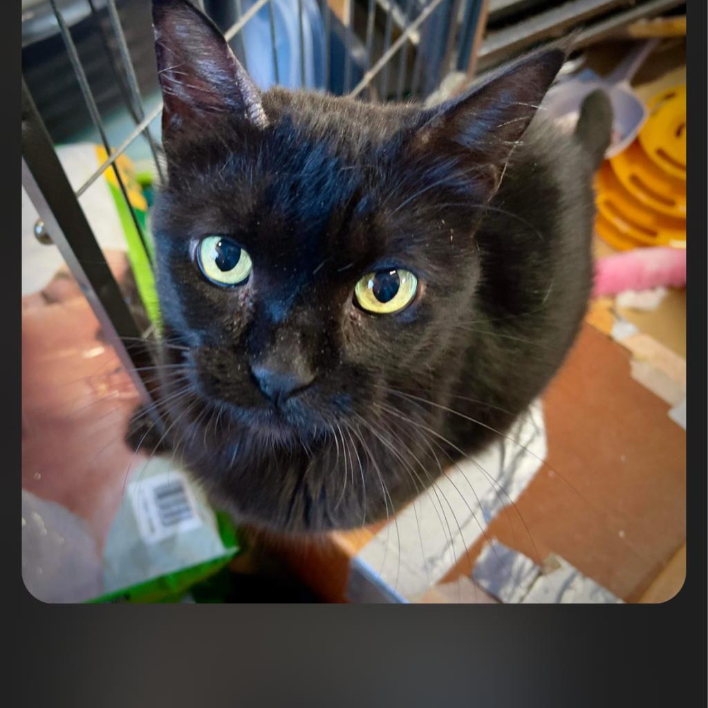 Tina, an adoptable Domestic Short Hair in Collinsville , OK, 74021 | Photo Image 2