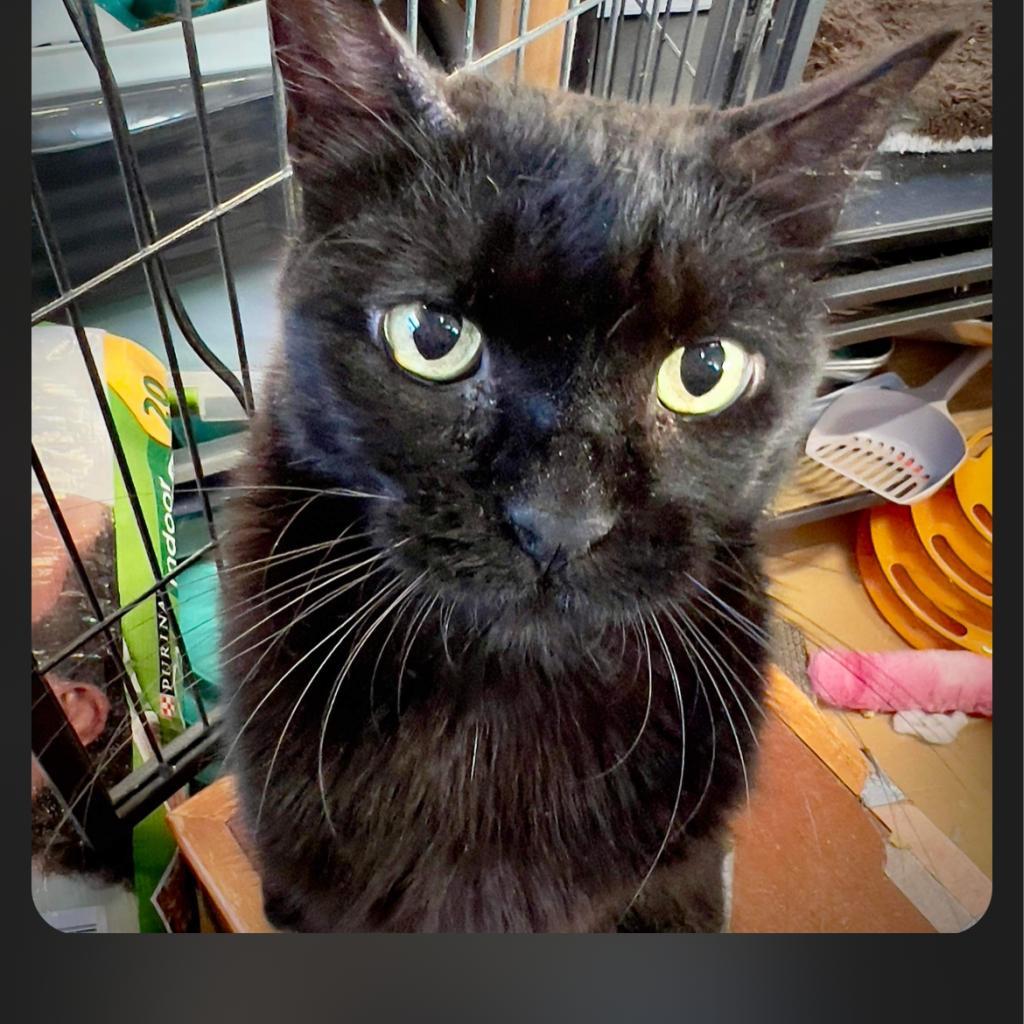 Tina, an adoptable Domestic Short Hair in Collinsville , OK, 74021 | Photo Image 3