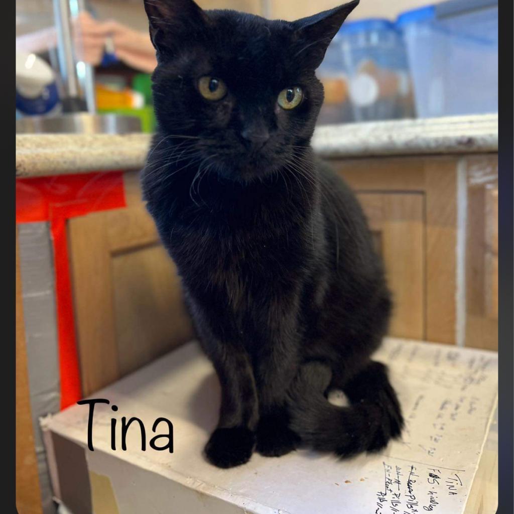 Tina, an adoptable Domestic Short Hair in Collinsville , OK, 74021 | Photo Image 4