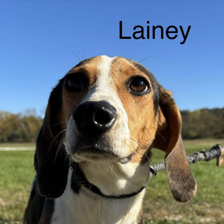 Lainey 1