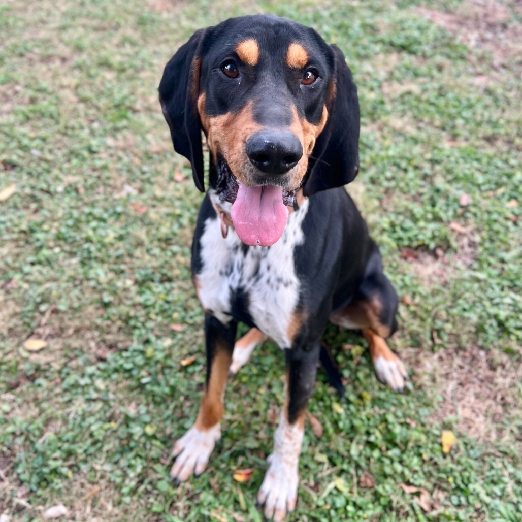 Hamburgler, an adoptable Bloodhound, Hound in Carencro, LA, 70520 | Photo Image 1