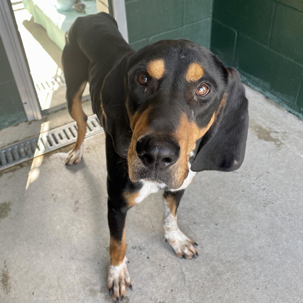 Hamburgler, an adoptable Bloodhound, Hound in Carencro, LA, 70520 | Photo Image 2