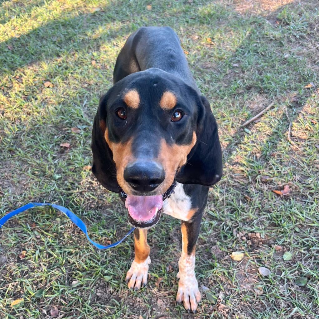 Hamburgler, an adoptable Bloodhound, Hound in Carencro, LA, 70520 | Photo Image 3