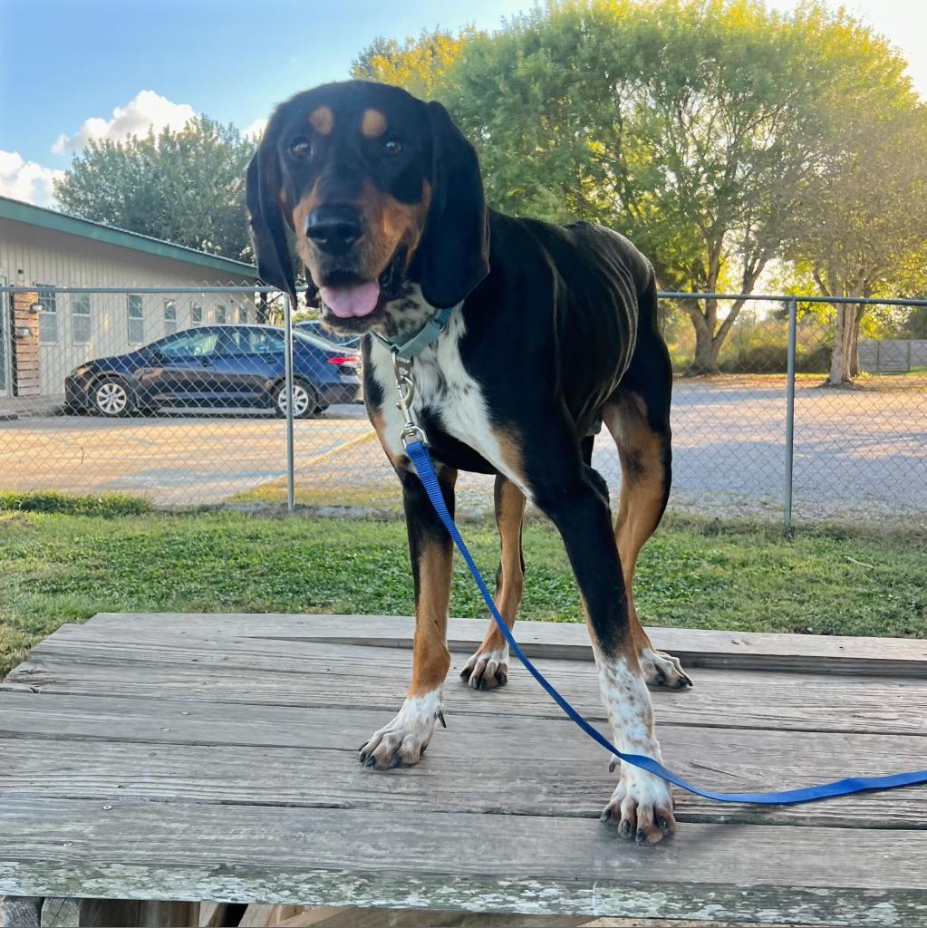 Hamburgler, an adoptable Bloodhound, Hound in Carencro, LA, 70520 | Photo Image 4