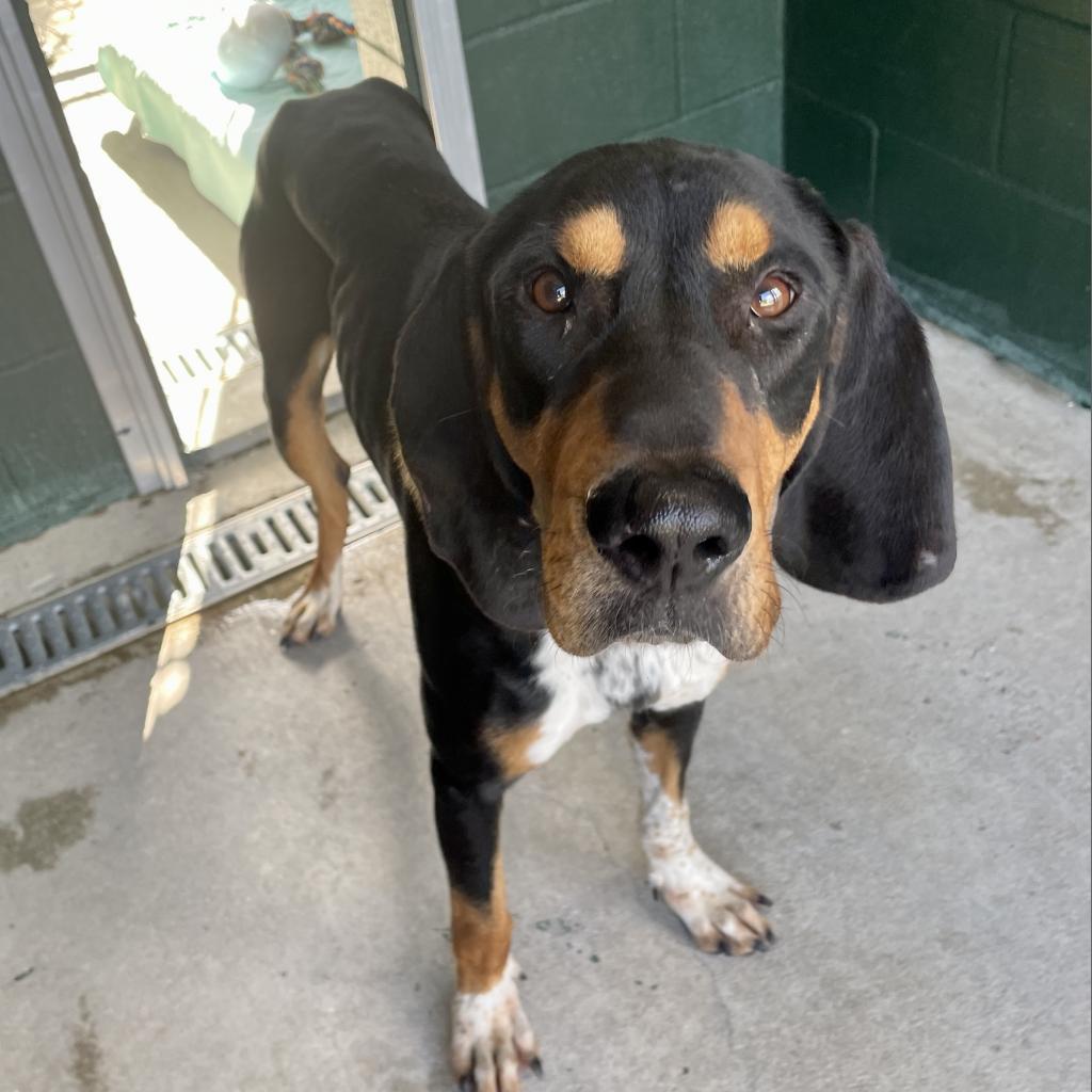 Hamburgler, an adoptable Bloodhound, Hound in Carencro, LA, 70520 | Photo Image 5