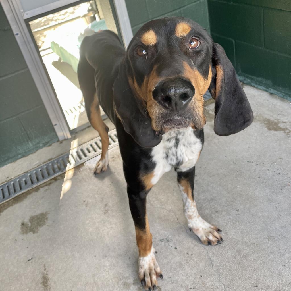 Hamburgler, an adoptable Bloodhound, Hound in Carencro, LA, 70520 | Photo Image 6