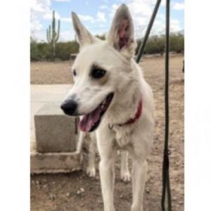 Jasmine, Adult Female Shepherd