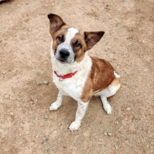 Cash, Adult Male Cattle Dog