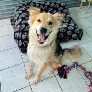 Trooper, Adult Male Collie