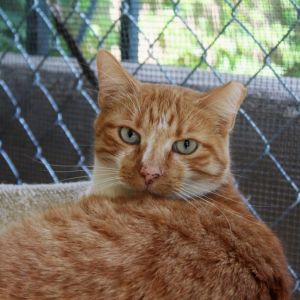 Charlie, Senior Male Domestic Short Hair