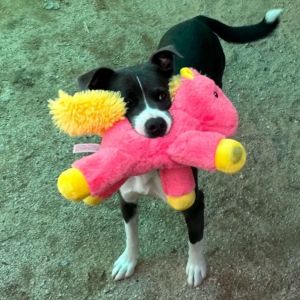 Hailey, Adult Female Border Collie