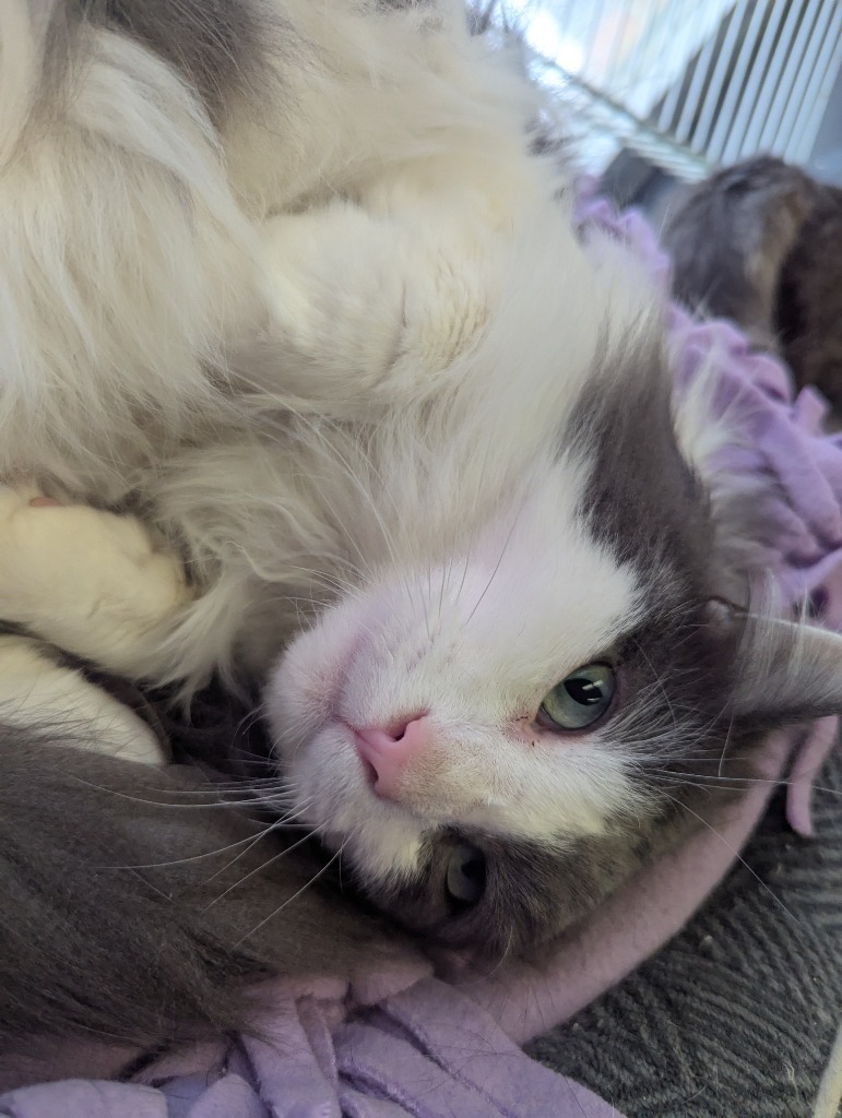 GROUNDHOG, an adoptable Domestic Medium Hair in Muskegon, MI, 49442 | Photo Image 1