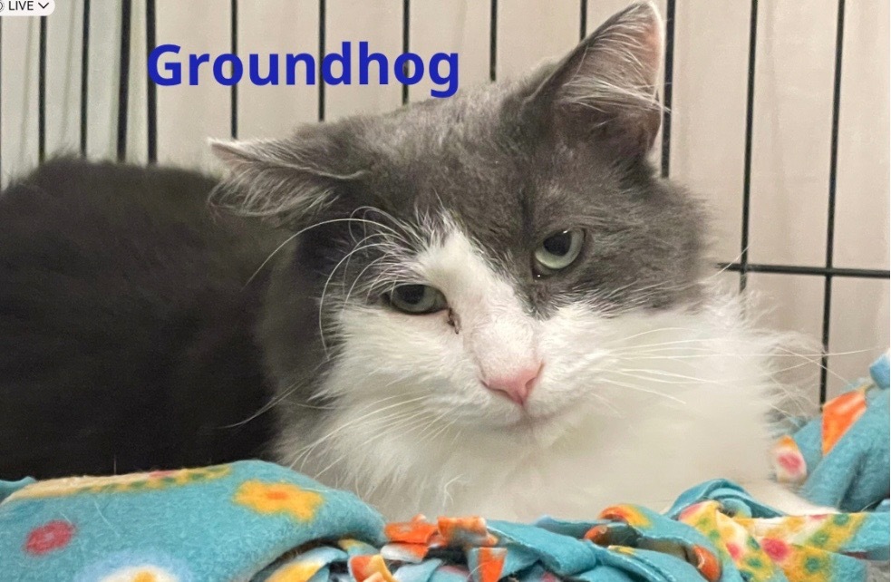GROUNDHOG, an adoptable Domestic Medium Hair in Muskegon, MI, 49442 | Photo Image 2