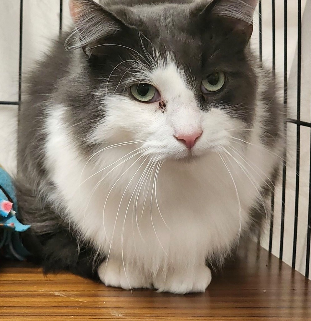GROUNDHOG, an adoptable Domestic Medium Hair in Muskegon, MI, 49442 | Photo Image 3