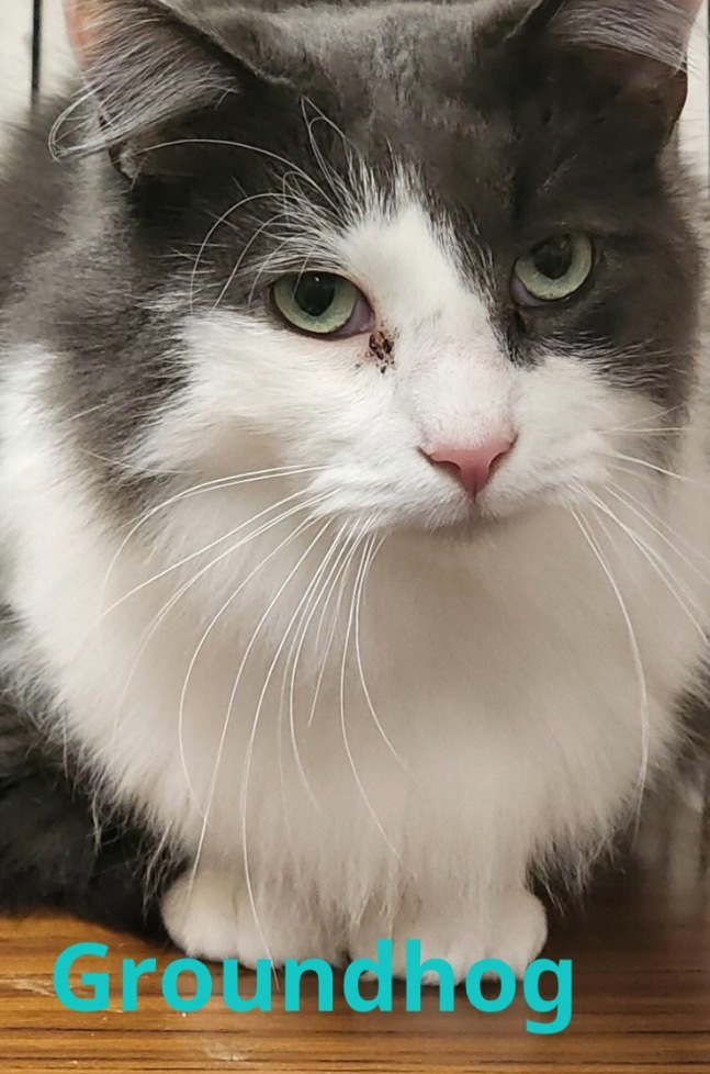GROUNDHOG, an adoptable Domestic Medium Hair in Muskegon, MI, 49442 | Photo Image 4