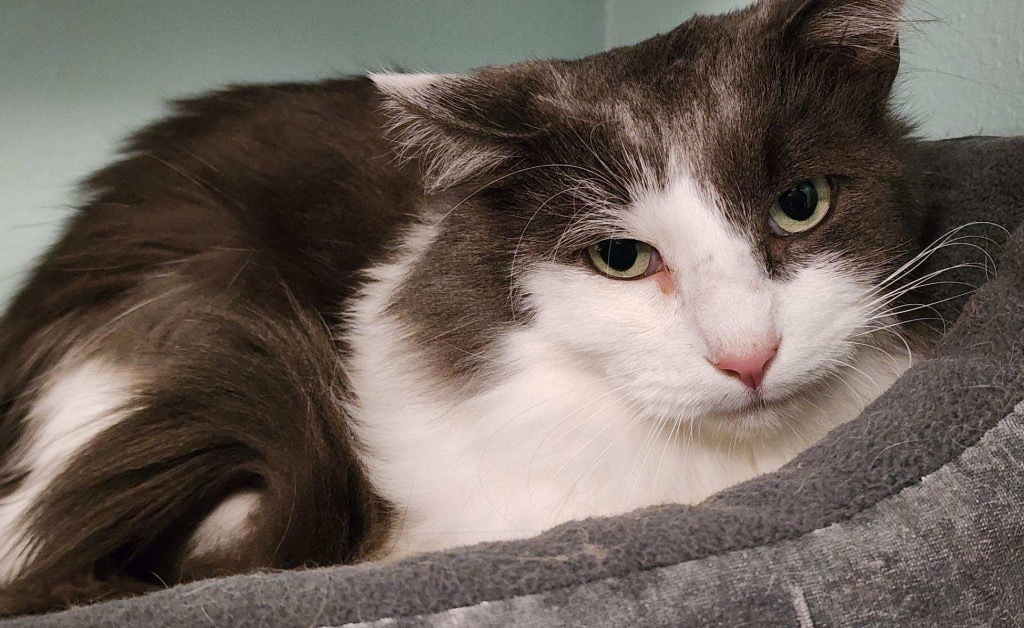 GROUNDHOG, an adoptable Domestic Medium Hair in Muskegon, MI, 49442 | Photo Image 5