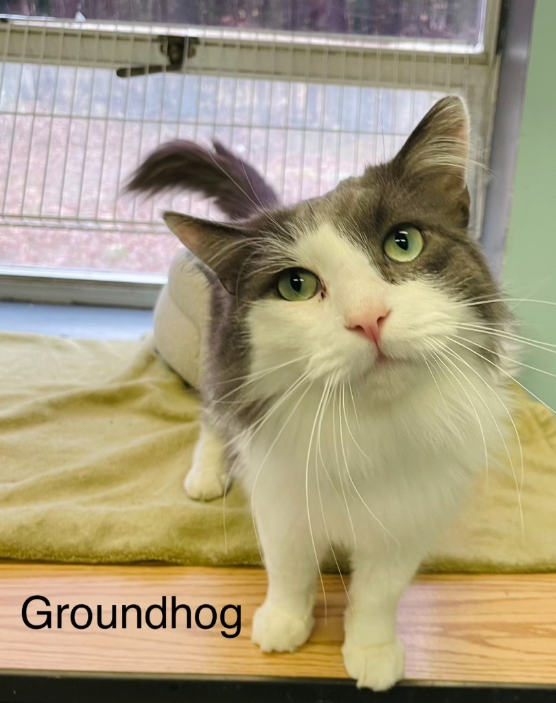 GROUNDHOG, an adoptable Domestic Medium Hair in Muskegon, MI, 49442 | Photo Image 6