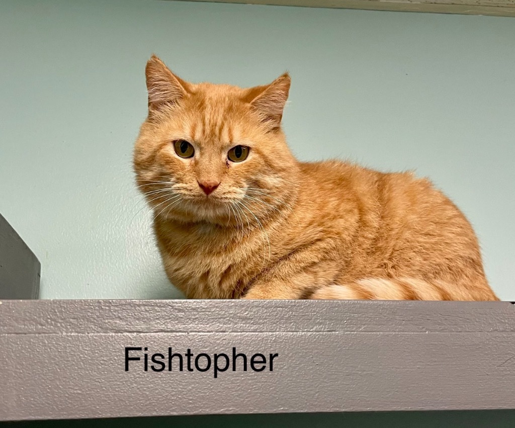 FISHTOPHER