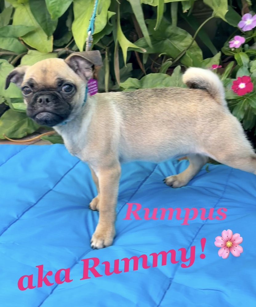 Dog for adoption Rumpus, a Pug in Mission Viejo, CA Petfinder