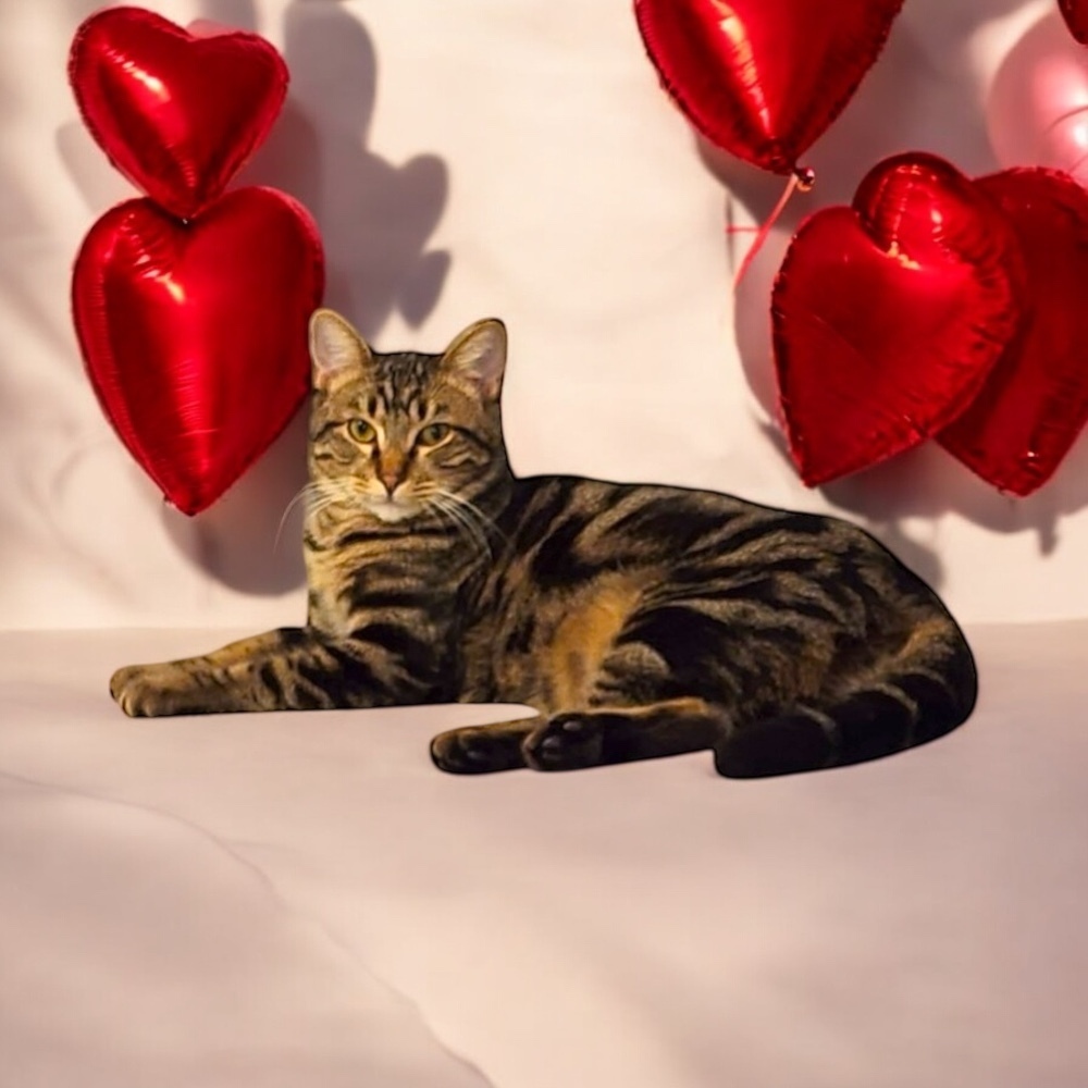 Rikki Tikki Tabby, an adoptable Domestic Short Hair in Blanchard, OK, 73010 | Photo Image 1