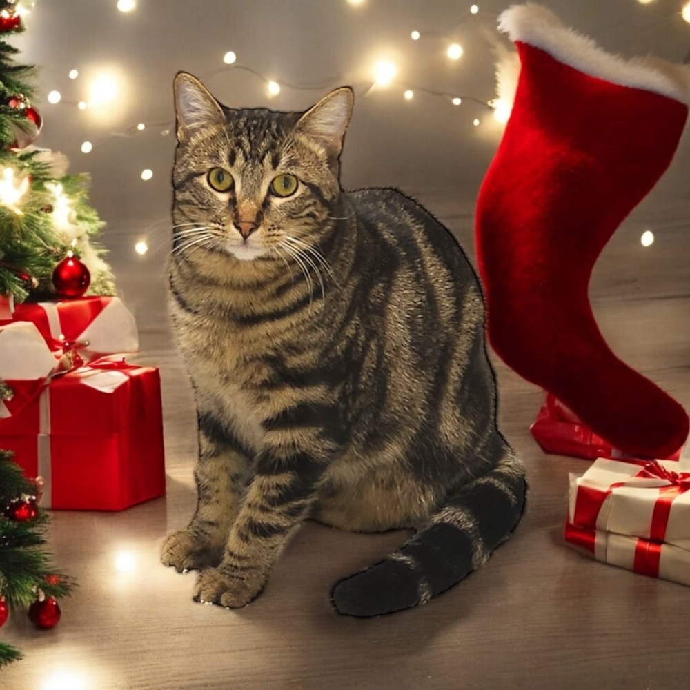 Rikki Tikki Tabby, an adoptable Domestic Short Hair in Blanchard, OK, 73010 | Photo Image 3