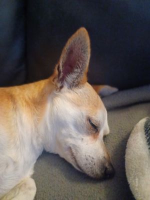 Risa, Adult Female Chihuahua