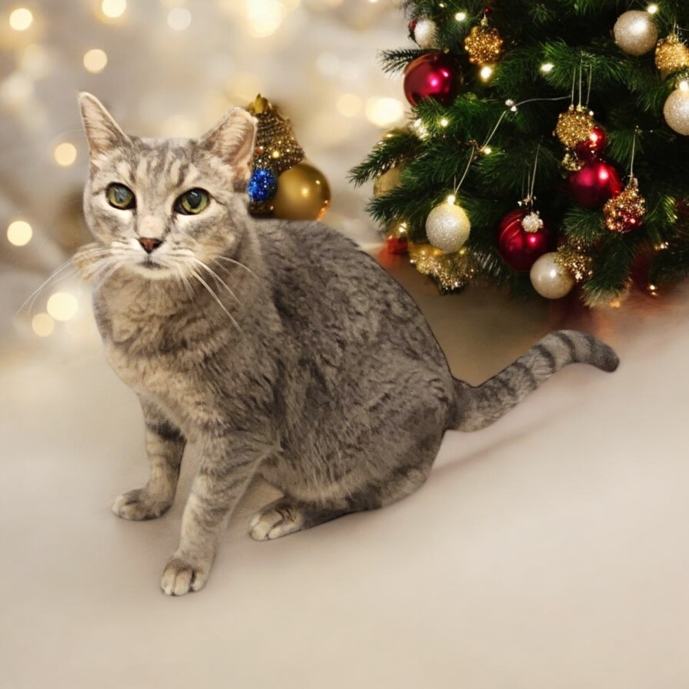 Tana, an adoptable Domestic Short Hair in Blanchard, OK, 73010 | Photo Image 1