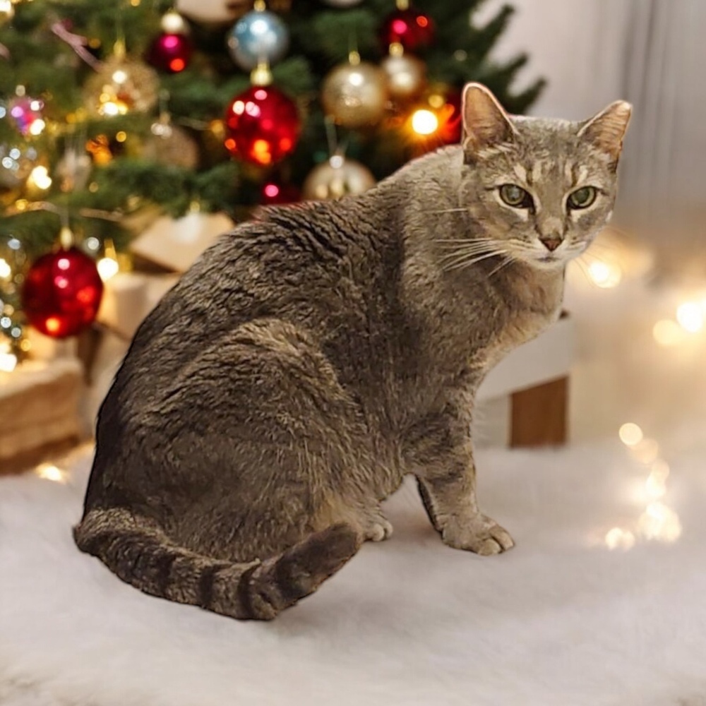 Tana, an adoptable Domestic Short Hair in Blanchard, OK, 73010 | Photo Image 3
