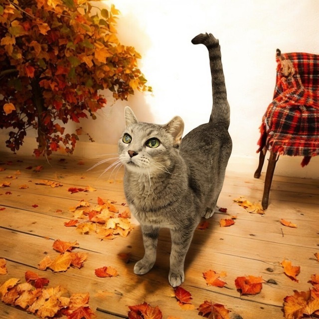 Tana, an adoptable Domestic Short Hair in Blanchard, OK, 73010 | Photo Image 4