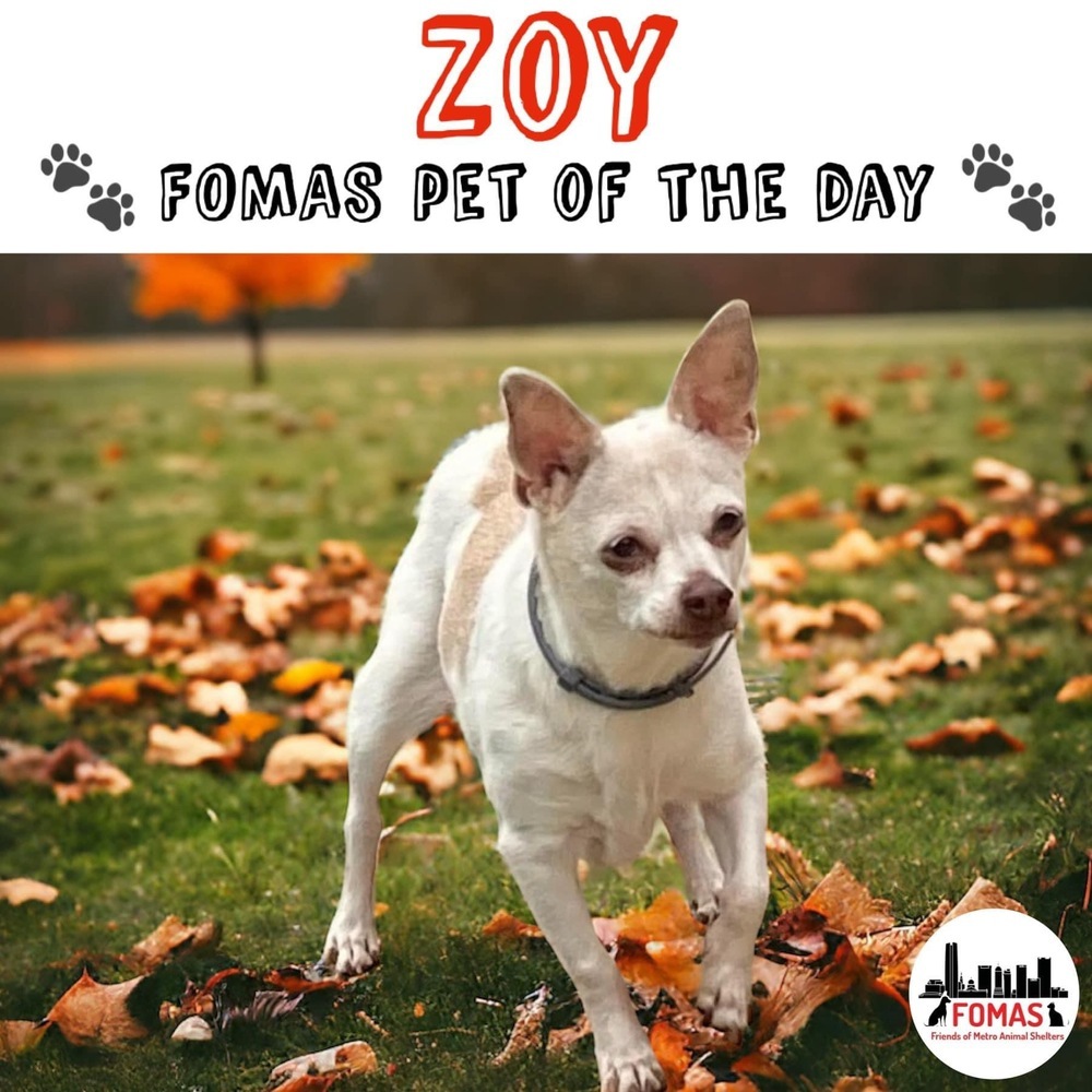 Zoy