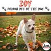 Zoy photo 1