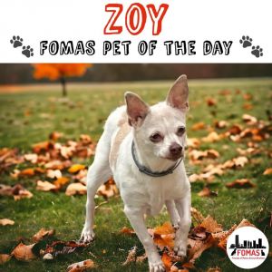 Zoy, Senior Female Chihuahua