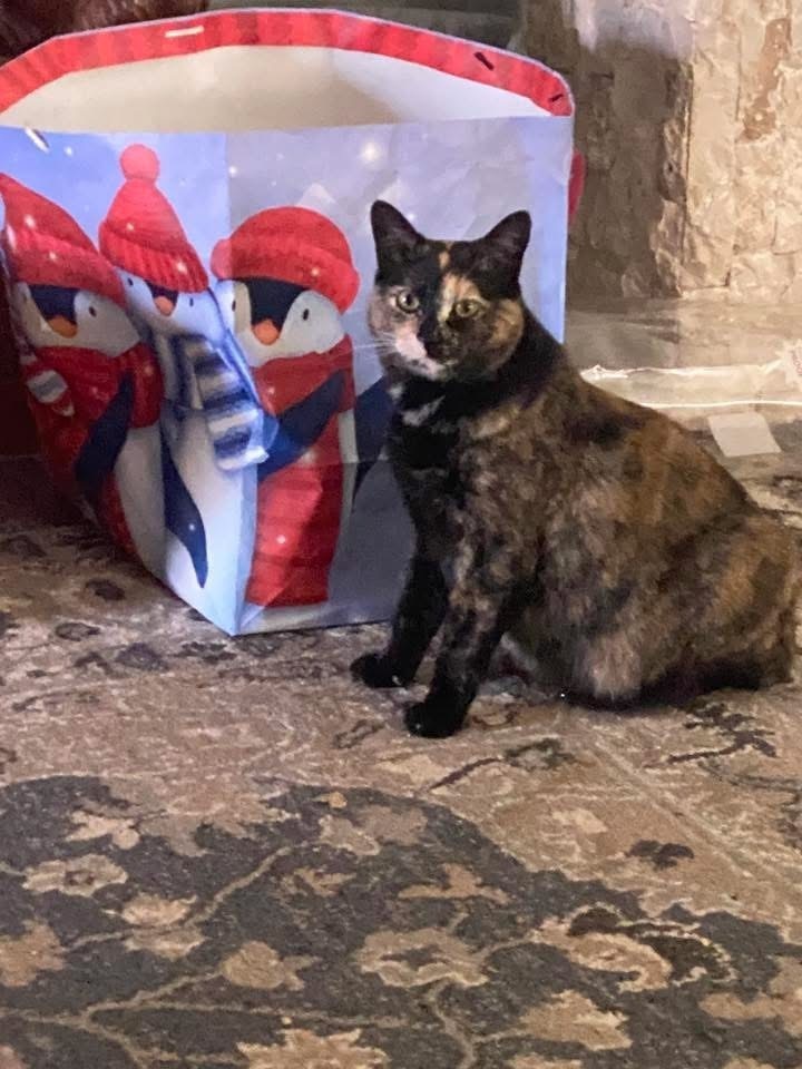 Momma Wendy (Wendy's Litter), an adoptable Domestic Short Hair in Blanchard, OK, 73010 | Photo Image 1