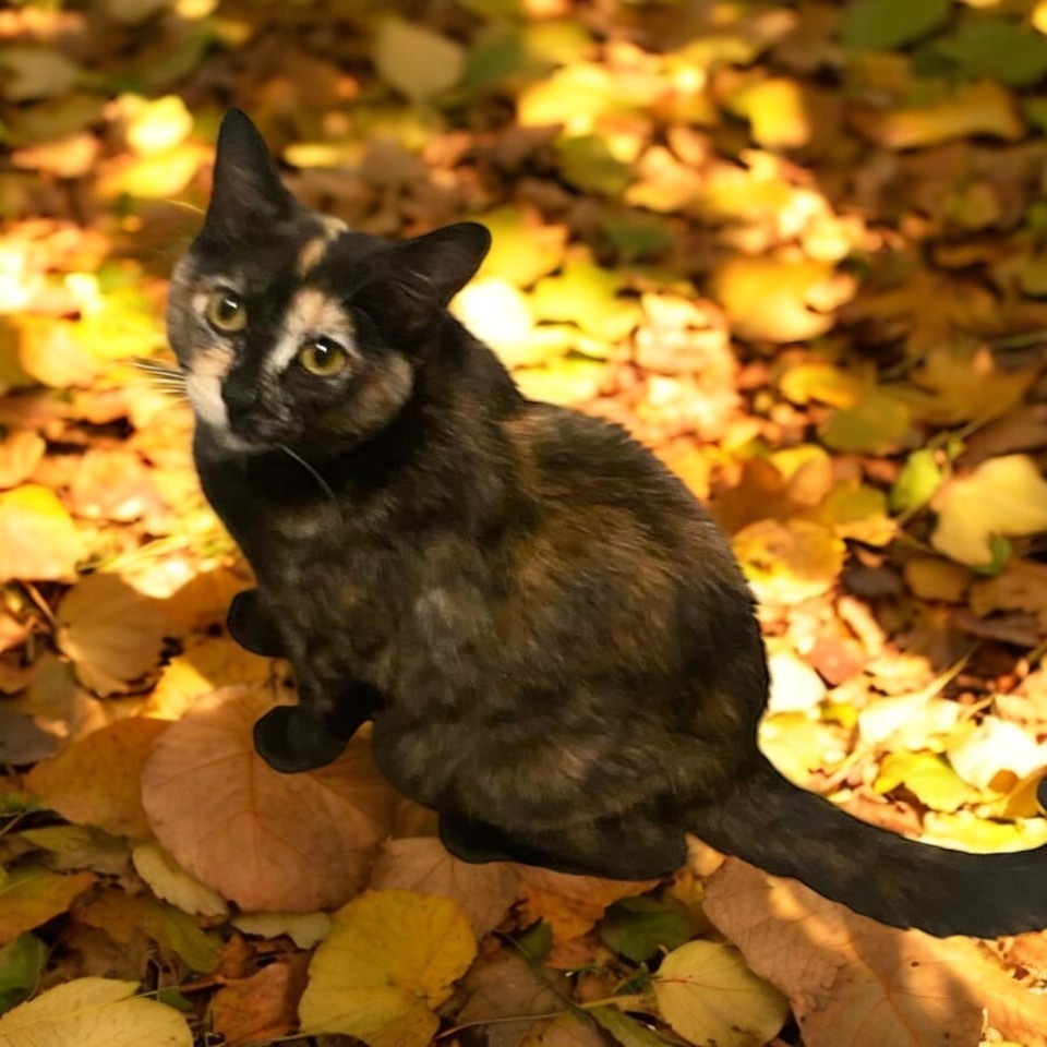 Momma Wendy (Wendy's Litter), an adoptable Domestic Short Hair in Blanchard, OK, 73010 | Photo Image 2