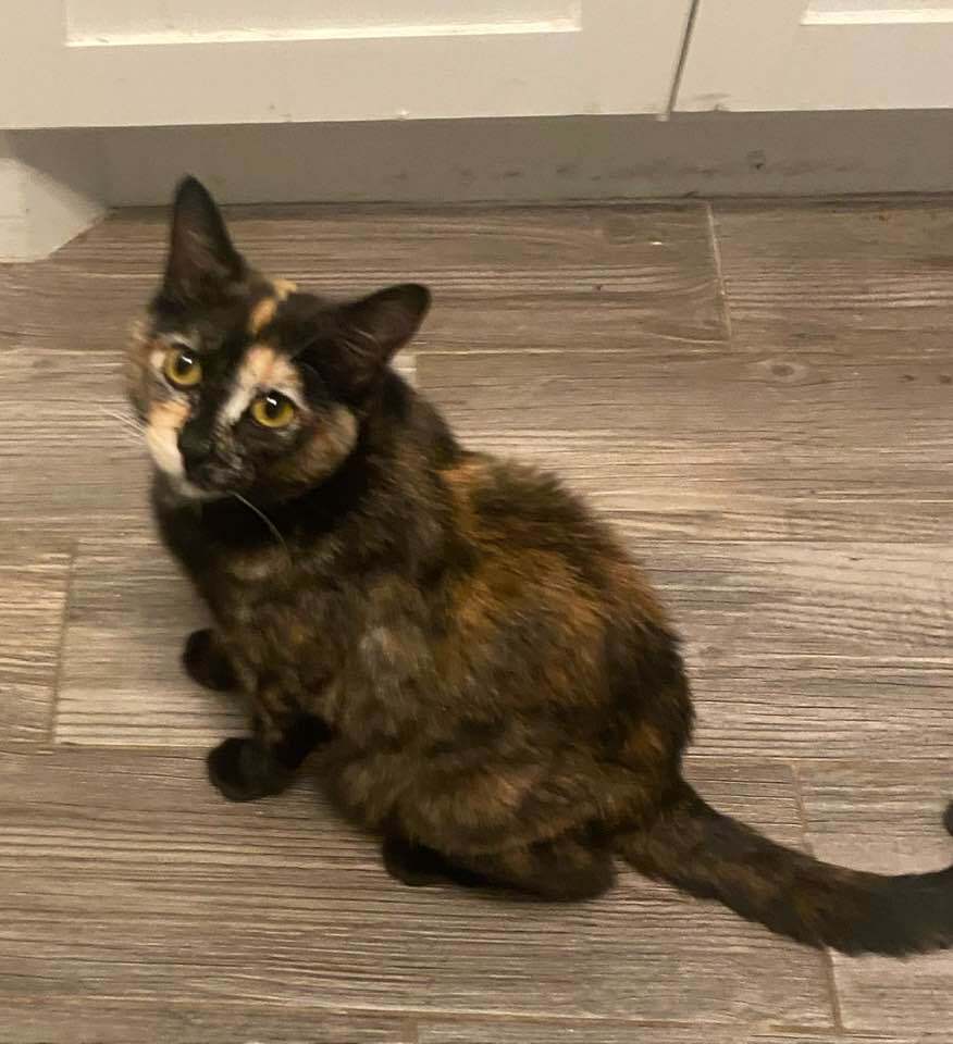 Momma Wendy (Wendy's Litter), an adoptable Domestic Short Hair in Blanchard, OK, 73010 | Photo Image 3