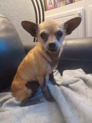 Lolly, Senior Female Chihuahua
